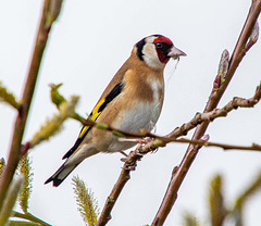 Goldfinch