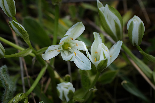 Ornithogalum broteroi, Aspargales