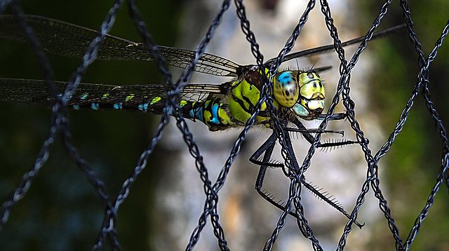 20200930 9851CPw [D~LIP] Blaugrüne Mosaikjungfer (Aeshna cyanea), Bad Salzuflen