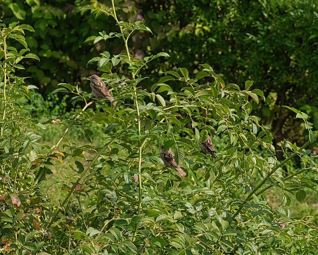 Oberhalb der Futterquelle