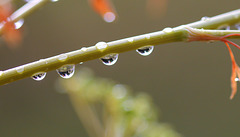 La pleu ... perles de pluie sur persil