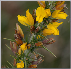 Common Gorse, detail