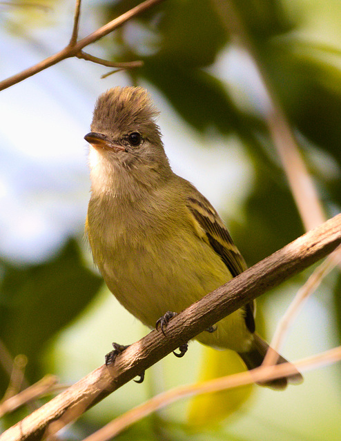 EF7A2766 Bird