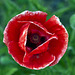 Poppy red softfocus
