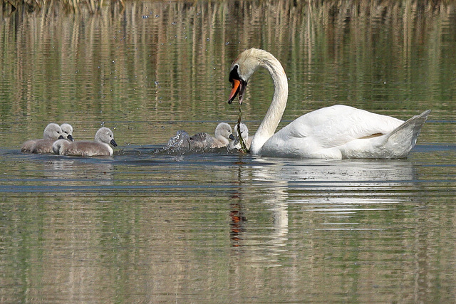 EOS 90D Peter Harriman 10 53 03 07302 swanAndCygnets dpp EOS 90D Peter Harriman 10 53 03 07302 swanAndCygnets dpp
