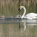 EOS 90D Peter Harriman 10 53 03 07302 swanAndCygnets dpp