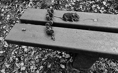Bank mit Maus - HBM