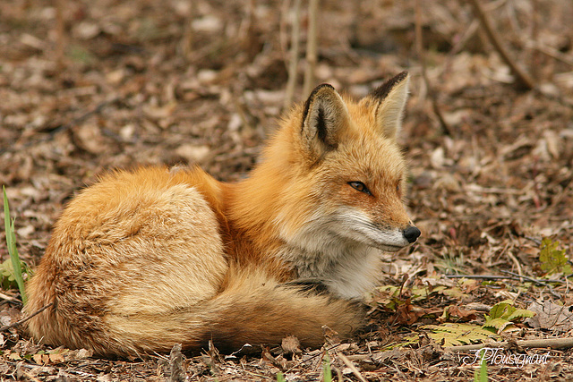 Renard IMG 1284