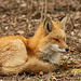 Renard IMG 1284