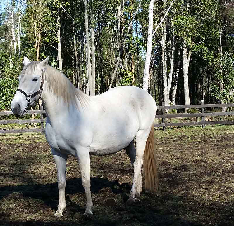 CABALLO LIPIZZANO,PURRANQUE-CHILE