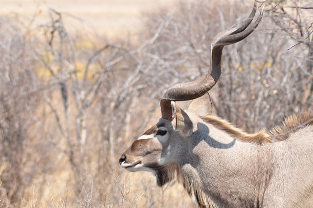 Granda kuduo. Khama rinocera naturrezervejo