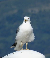 la faune mètropolitaine 3