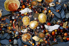 Sea shells in a rock pool.