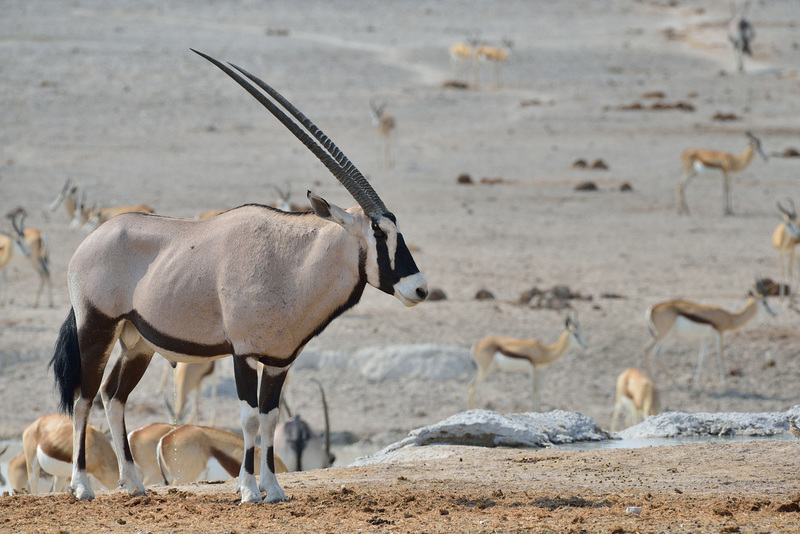 Oryx
