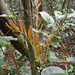 DSCN1381 - camboatá-vermelho Cupania vernalis, Sapindaceae