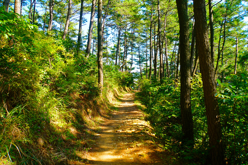 Woods above the Boardwalk