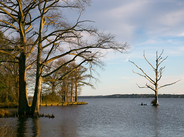 Lone Cypress Neuse River 2