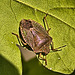 Shield Bug