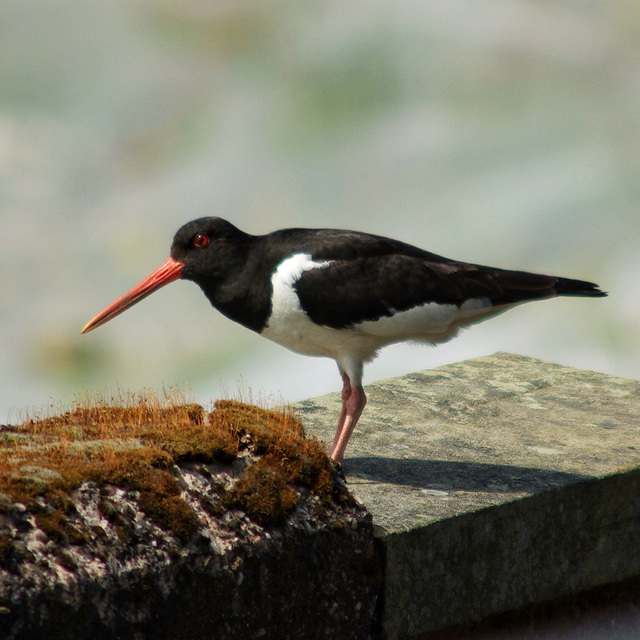 oystercatcher