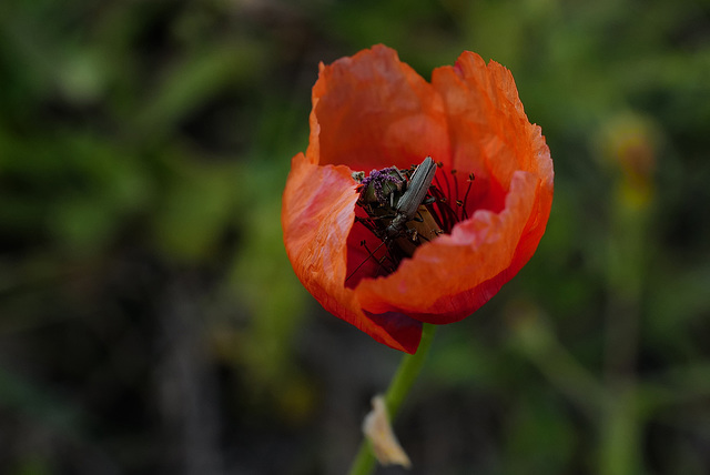 Papaver Rhoeas and  bug