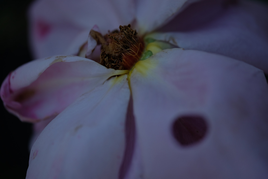 DSCF3241