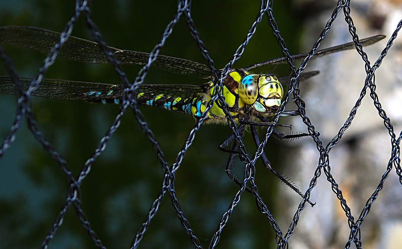 20200930 9852CPw [D~LIP] Blaugrüne Mosaikjungfer (Aeshna cyanea), Bad Salzuflen