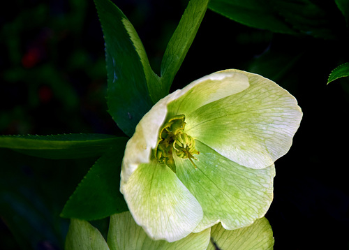 Hellebore ~ Christmas Rose.