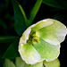 Hellebore ~ Christmas Rose.