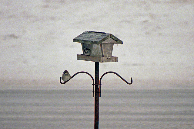 Bird Feeder