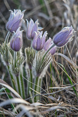 six crocuses