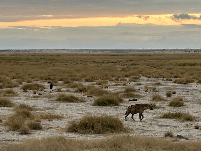 We spotted the spotted hyenas.