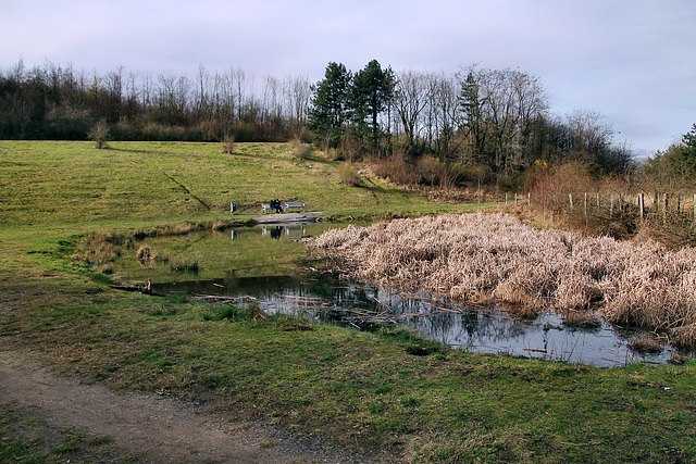 Kleiner Teich auf der Schurenbachhalde (Essen-Altenessen) / 2.03.2024