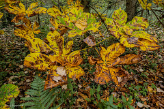 Horse Chesnut hanging low