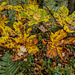 Horse Chesnut hanging low