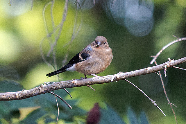 20150929 8920VRTw [D~LIP] Gimpel (Pyrrhula pyrrhula) [Dompfaff] Jungvogel, Bad Salzuflen