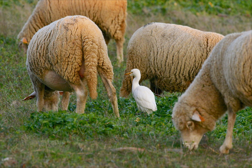 Bubulcus ibis, Garça-vaqueira, Garça-boieira , Carraçeiro, Pataluga