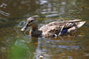 Ente im Rosensteinpark