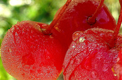 croquer la pomme...