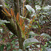 DSCN1382 - camboatá-vermelho Cupania vernalis, Sapindaceae