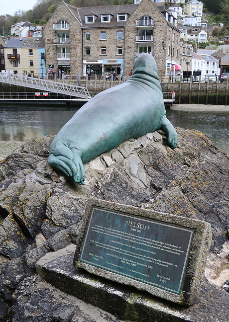 Nelson the grey seal