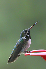 Calliope Hummingbird