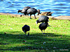 Five Coots and a Duck.