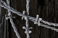 Frosted Fence