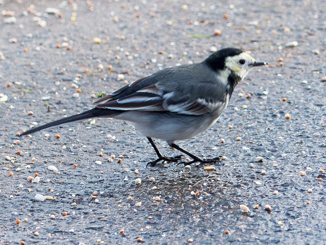 Pied wagtail (2)