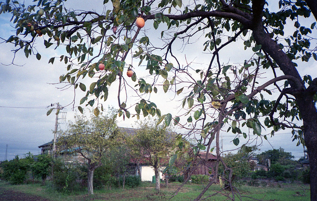 Persimmon tree