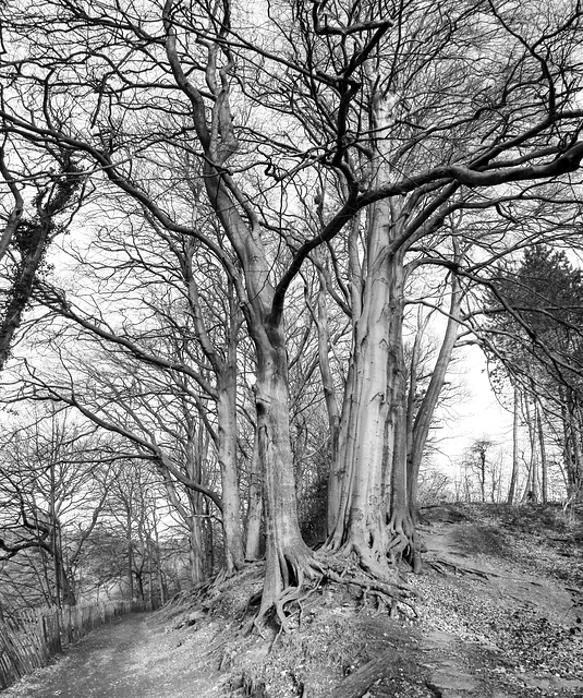 Beeches panorama BW