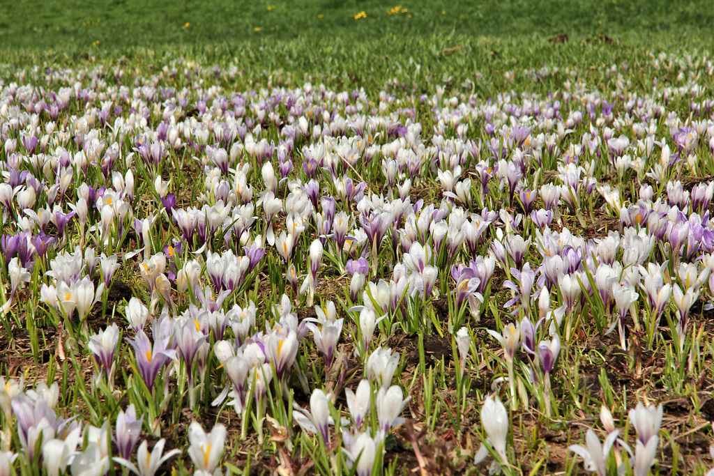 Krokusse am Rande eines Schneefelds