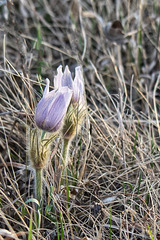 crocuses pair