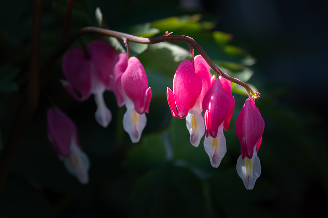 Herzen zum Muttertag