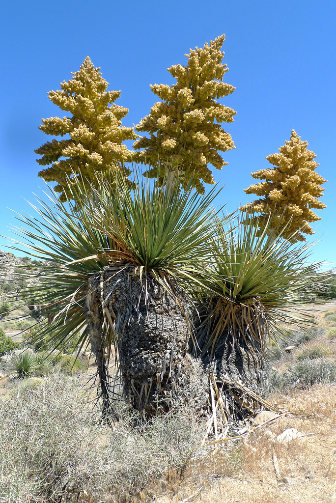 USA - California, Joshua Tree National Park